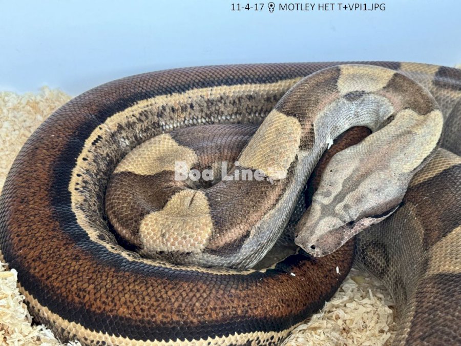 MOTLEY HET T+VPI